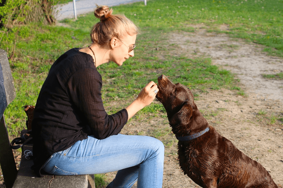 What to Look for in CBD Products For Dogs